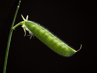 Sweet Pea flower seed pod against a plain natural black background