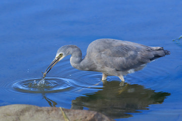 White faced heron in Australasia