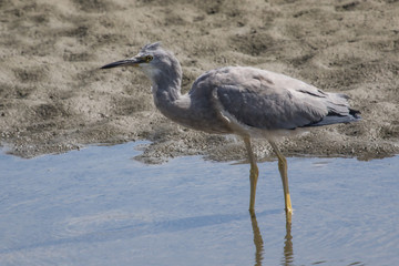 White faced heron in Australasia