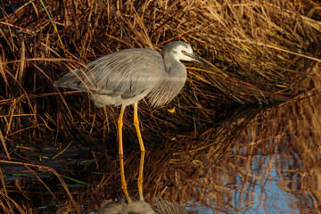 White faced heron in Australasia