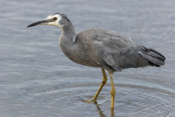 White faced heron in Australasia