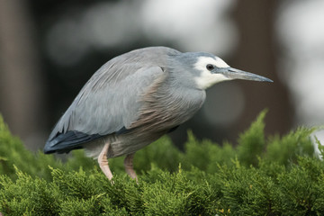 White faced heron in Australasia