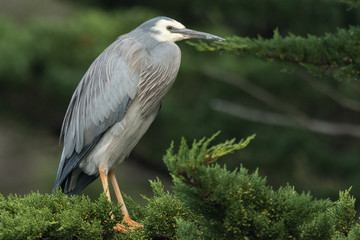 White faced heron in Australasia