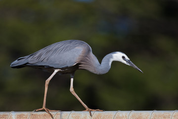 White faced heron in Australasia