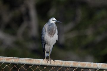 White faced heron in Australasia