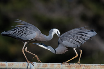 Obraz premium White faced heron in Australasia