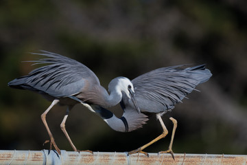 White faced heron in Australasia