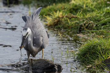 White faced heron in Australasia