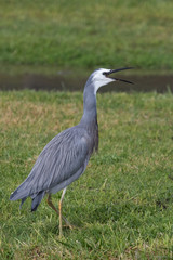 White faced heron in Australasia
