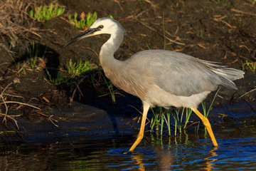 White-faced heron in Australasia