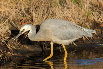 White-faced heron in Australasia