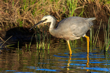 White-faced heron in Australasia