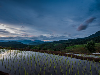 View of rice terraces at Thailand.