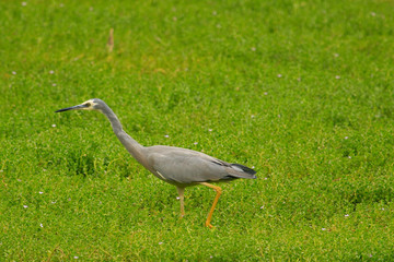 White-faced heron in Australasia