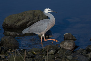 White-faced heron in Australasia