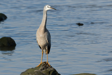 White-faced heron in Australasia