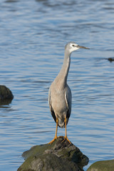 White-faced heron in Australasia