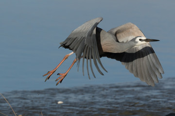 White-faced heron in Australasia