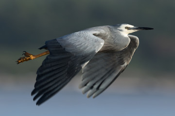 White-faced heron in Australasia