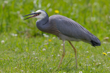White-faced heron in Australasia