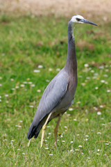 White-faced heron in Australasia