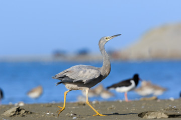 White-faced heron in Australasia