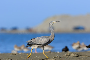 White-faced heron in Australasia
