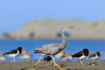 White-faced heron in Australasia