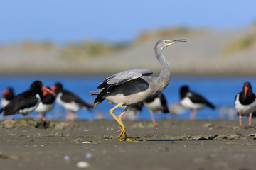 White-faced heron in Australasia
