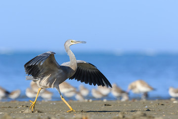 White-faced heron in Australasia