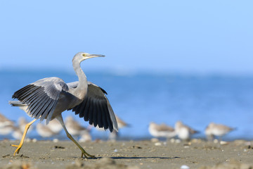 White-faced heron in Australasia