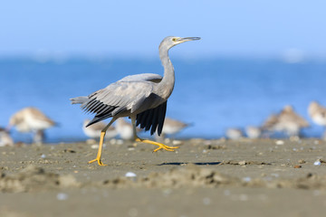 White-faced heron in Australasia