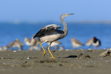 White-faced heron in Australasia