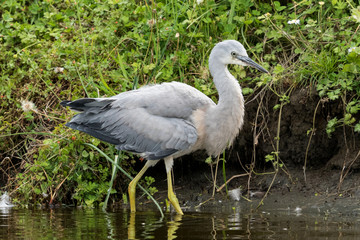 White-faced heron in Australasia