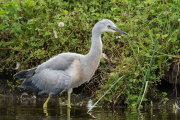 White-faced heron in Australasia