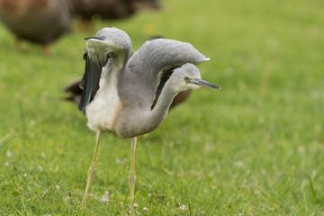 Fototapeta premium White-faced heron in Australasia