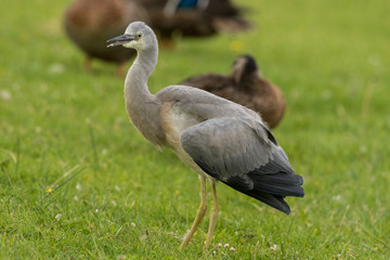 White-faced heron in Australasia