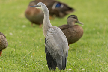 White-faced heron in Australasia