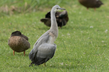 White-faced heron in Australasia