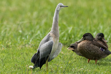 White-faced heron in Australasia