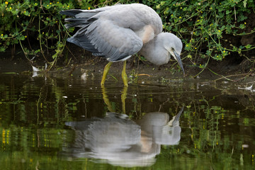 White-faced heron in Australasia