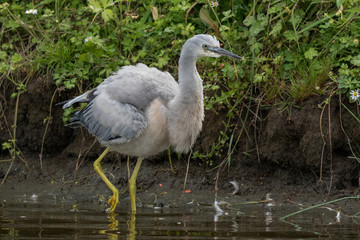 White-faced heron in Australasia