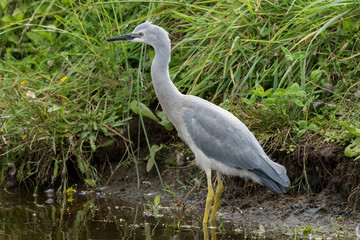 White-faced heron in Australasia