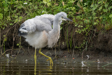 White-faced heron in Australasia