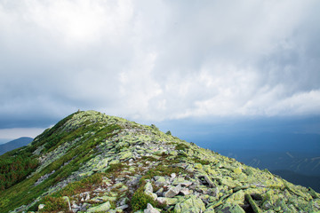mountain peak covered with alpine pines and scree of big green stones. grey clouds