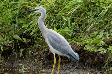 White-faced heron in Australasia