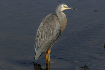 White-faced heron in Australasia