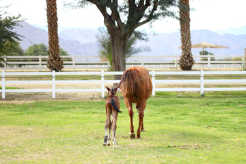 Horse and Foal walking away