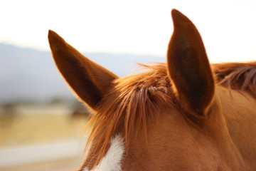 Horse Ears