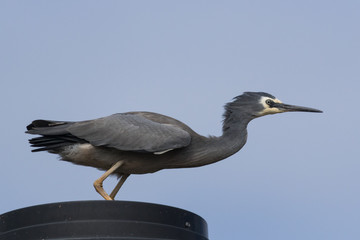 White-faced heron in Australasia